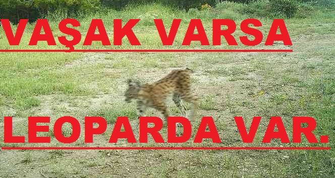 DİKKAT VAŞAK VARSA LEOPARDA OLABİLİR.