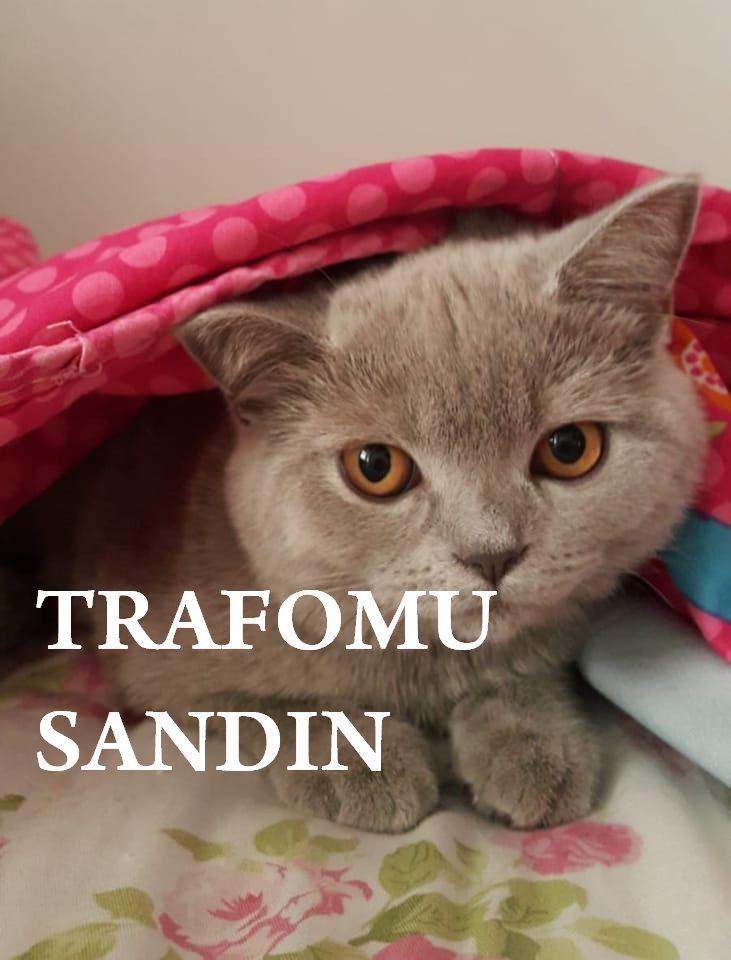 GALİBA KEDİLERDE AKILLANDI: