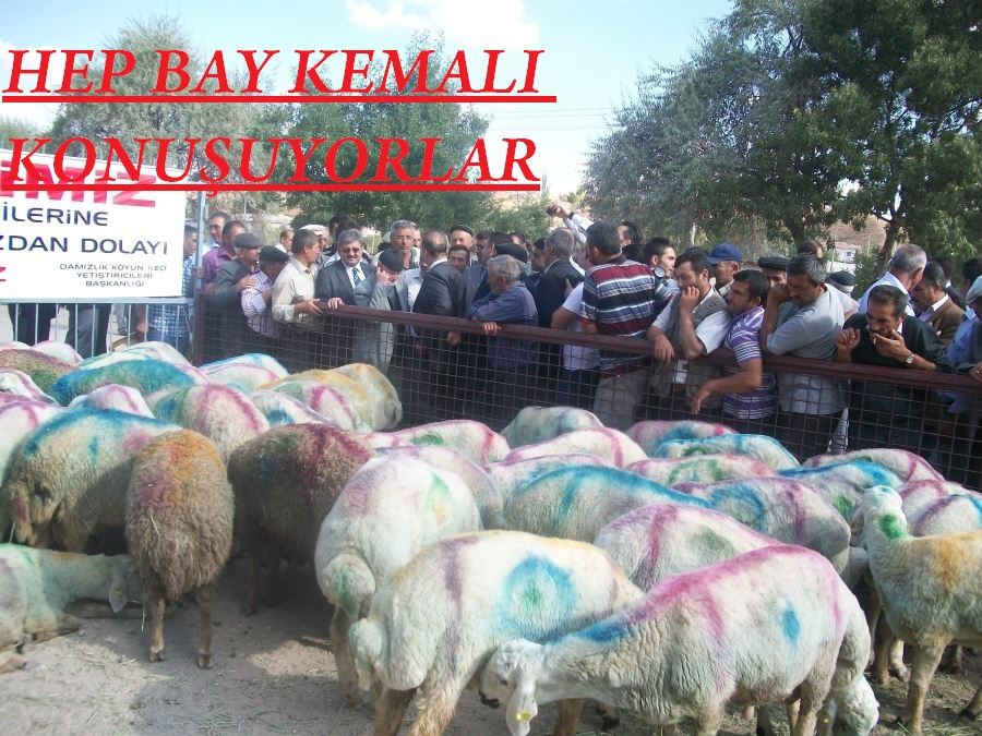 BAY KEMALİN 15 BİNİNE GÖZ DİKENLER PAZARDA.