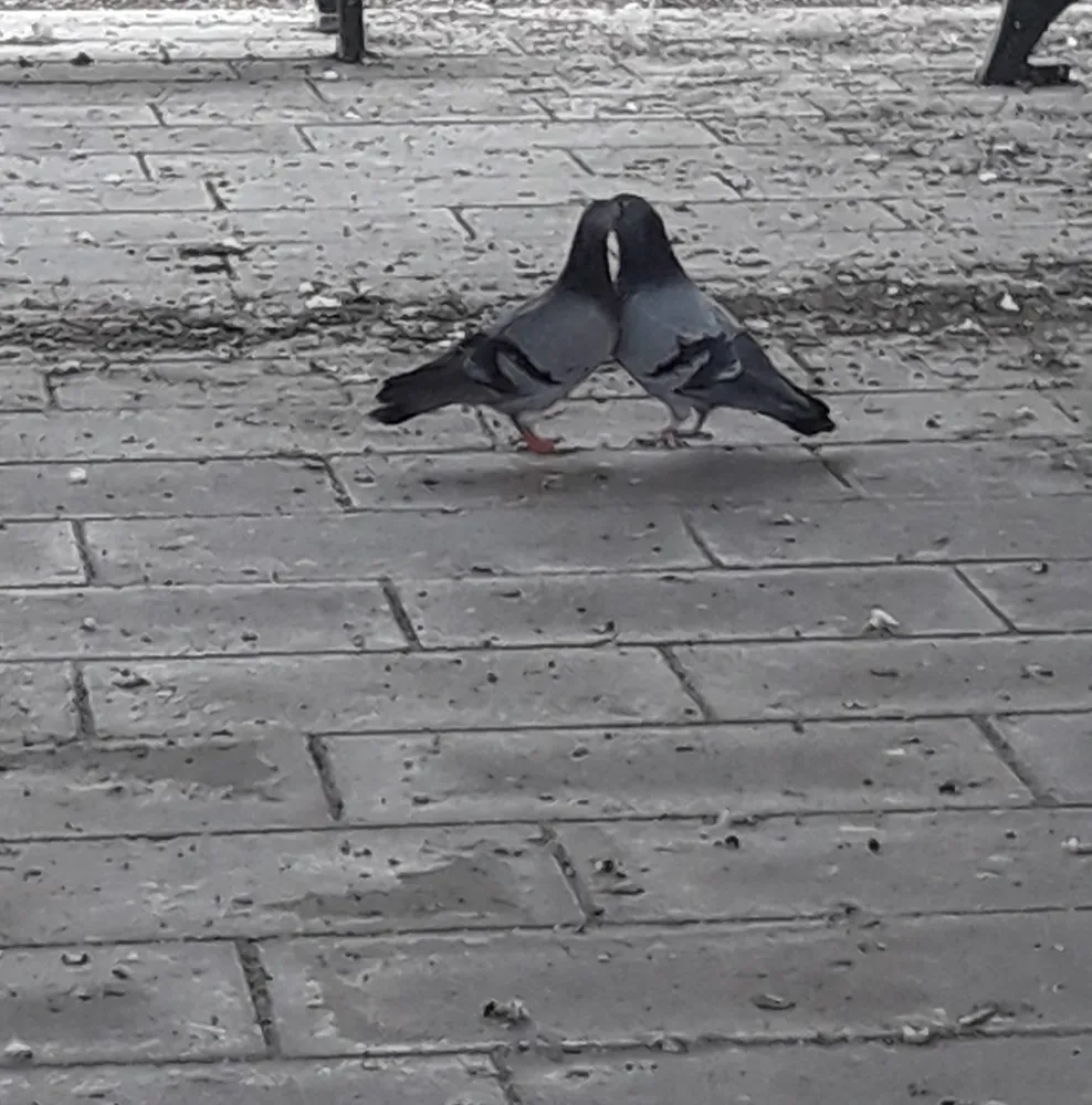 AŞK GÖZDE BAŞLAR.