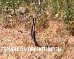 TUNCELİ'NDE YILANLAR ÇİFTLEŞİRKEN.