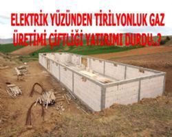 BAHŞILI DA TEMELİ ATILAN KAZ ÇİFTLİĞİNE ELEKTRİK NEDEN VERİLMİYOR