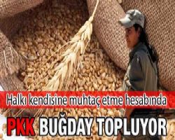 PKK buğday topluyor