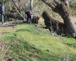 FIRTINA DEV AĞACI YAYLA YOLUNA DEVİRDİ YAYLADA YAŞAYANLAR MAHSUR KALDI.