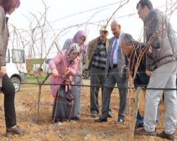 Bağcılıkta Marka Olacak Bir Delice İçin Uygulamalı Budama Eğitimi