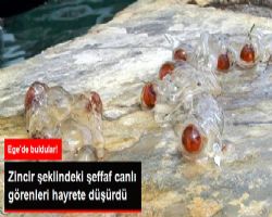 Balıkçıların Bulduğu Zincir Şeklindeki Şeffaf Deniz Canlısı Görenleri Hayrete Düşürdü